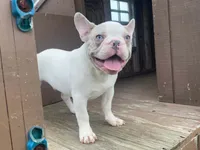 Panda, a male French Bulldog for sale in Fennimore, WI – 3 of 9