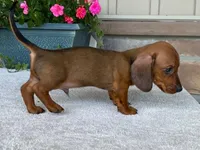 Hershey, a male Dachshund for sale in Fennimore, WI – 7 of 10