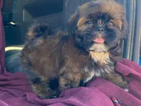 Barney, a male Shih Tzu for sale in Fennimore, WI – 7 of 10