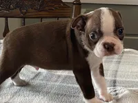 Choco, a male Boston Terrier for sale in Fennimore, WI – 2 of 9