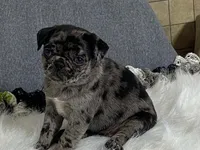 Alexa, a female Pug for sale in Fennimore, WI – 5 of 10