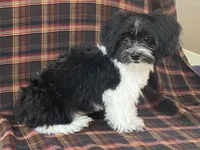 Lex, a male Bichon Frise and Shih Tzu for sale in Fennimore, WI – 8 of 10