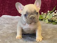 Fanny, a female French Bulldog for sale in Fennimore, WI – 4 of 10