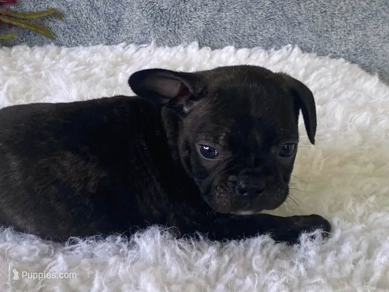 Ronnie – Frenchton puppy for sale in Fennimore, WI
