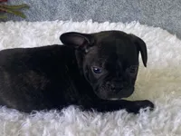 Ronnie, a male Frenchton for sale in Fennimore, WI – 1 of 9