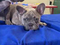 Winnie, a female French Bulldog for sale in Fennimore, WI – 7 of 7