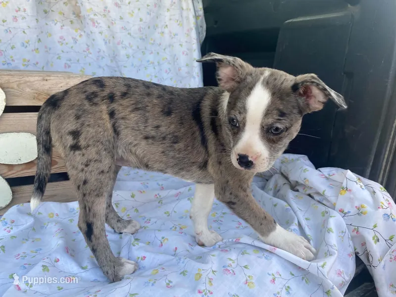 Sassy – Boston Terrier, Fox Terrier puppy for sale in Fennimore, WI