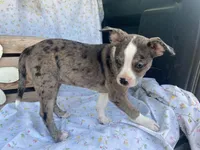 Sassy, a female Boston Terrier and Fox Terrier for sale in Fennimore, WI – 1 of 8