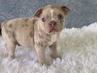 Franky, a male Frenchton for sale in Fennimore, WI – 7 of 10