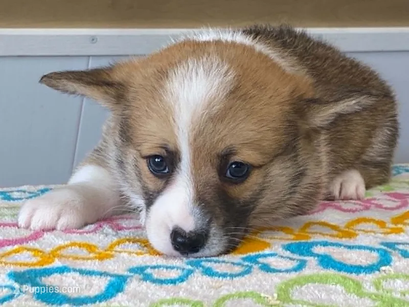 Bubbly – Pembroke Welsh Corgi puppy for sale in Fennimore, WI
