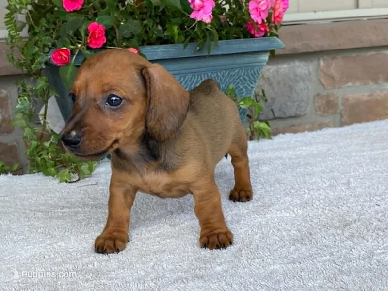 Twix – Dachshund puppy for sale in Fennimore, WI