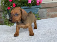 Twix, a female Dachshund for sale in Fennimore, WI – 1 of 10