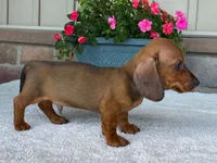 Hershey, a male Dachshund for sale in Fennimore, WI – 4 of 10
