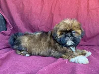 Bowser, a male Shih Tzu for sale in Fennimore, WI – 7 of 9