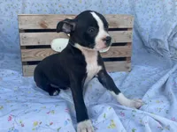 Midnight, a female Boston Terrier and Fox Terrier for sale in Fennimore, WI – 2 of 10