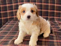 Aladdin, a male Cavachon for sale in Fennimore, WI – 8 of 10