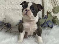 Yolo, a male Boston Terrier for sale in Fennimore, WI – 4 of 10