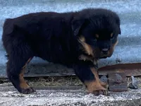 Taffy, a female Rottweiler for sale in Fennimore, WI – 10 of 10