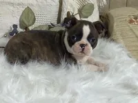 Yolo, a male Boston Terrier for sale in Fennimore, WI – 7 of 10