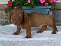 Tootsie Roll, a male Dachshund for sale in Fennimore, WI – 6 of 10