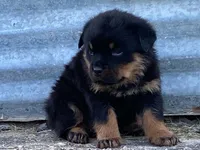 Taffy, a female Rottweiler for sale in Fennimore, WI – 7 of 10