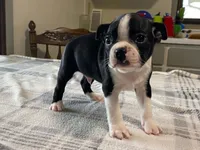 Pepe, a male Boston Terrier for sale in Fennimore, WI – 7 of 10