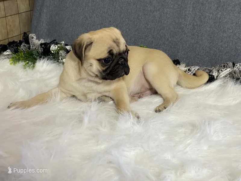 Wally – Pug puppy for sale in Fennimore, WI