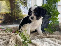 Ricky, a male Cavapoo for sale in Fennimore, WI – 9 of 9