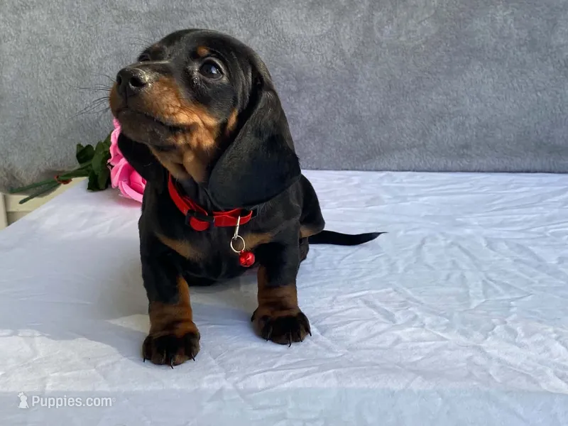 April – Dachshund puppy for sale in Fennimore, WI