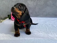 April, a female Dachshund for sale in Fennimore, WI – 1 of 9