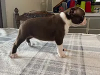 Ruby, a female Boston Terrier for sale in Fennimore, WI – 3 of 10
