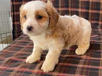 Aladdin, a male Cavachon for sale in Fennimore, WI – 7 of 10
