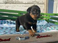 Buck, a male Rottweiler for sale in Fennimore, WI – Photo 9 of 10