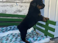 Buck, a male Rottweiler for sale in Fennimore, WI – Photo 6 of 10