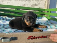 Buck, a male Rottweiler for sale in Fennimore, WI – Photo 10 of 10