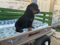 Buck, a male Rottweiler for sale in Fennimore, WI – Photo 4 of 10