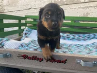 Buck, a male Rottweiler for sale in Fennimore, WI – Photo 8 of 10