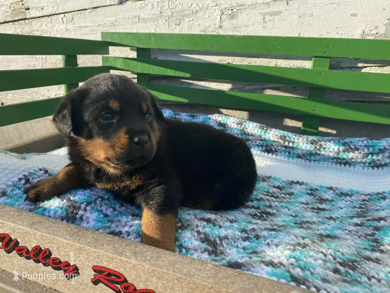 Buck – Rottweiler puppy for sale in Fennimore, WI