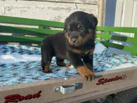 Buck, a male Rottweiler for sale in Fennimore, WI – Photo 3 of 10