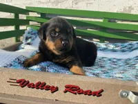 Buck, a male Rottweiler for sale in Fennimore, WI – Photo 2 of 10