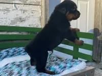 Buck, a male Rottweiler for sale in Fennimore, WI – Photo 5 of 10