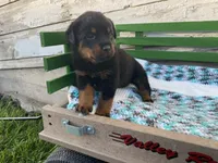 Buck, a male Rottweiler for sale in Fennimore, WI – Photo 7 of 10