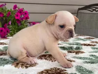 silver, a male French Bulldog for sale in Fennimore, WI – 4 of 10