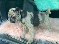 Speckles, a female Pug for sale in Fennimore, WI – 2 of 9