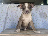 Shasta, a female Boston Terrier and Fox Terrier for sale in Fennimore, WI – 6 of 7