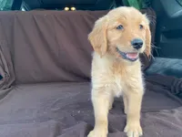 Lola, a female Golden Retriever for sale in Fennimore, WI – 2 of 10