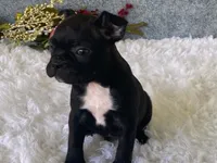Potsy, a male Frenchton for sale in Fennimore, WI – 9 of 10