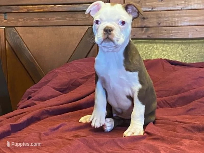 fido – Boston Terrier puppy for sale in Fennimore, WI
