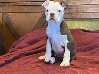 fido, a male Boston Terrier for sale in Fennimore, WI – 1 of 10
