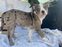 Sassy, a female Boston Terrier and Fox Terrier for sale in Fennimore, WI – 3 of 8